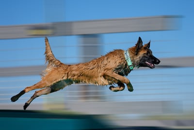 Perro pastor belga Malinois.