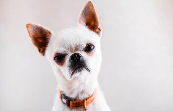 Perro de raza chihuahua.