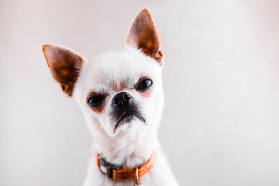 Perro de raza chihuahua.