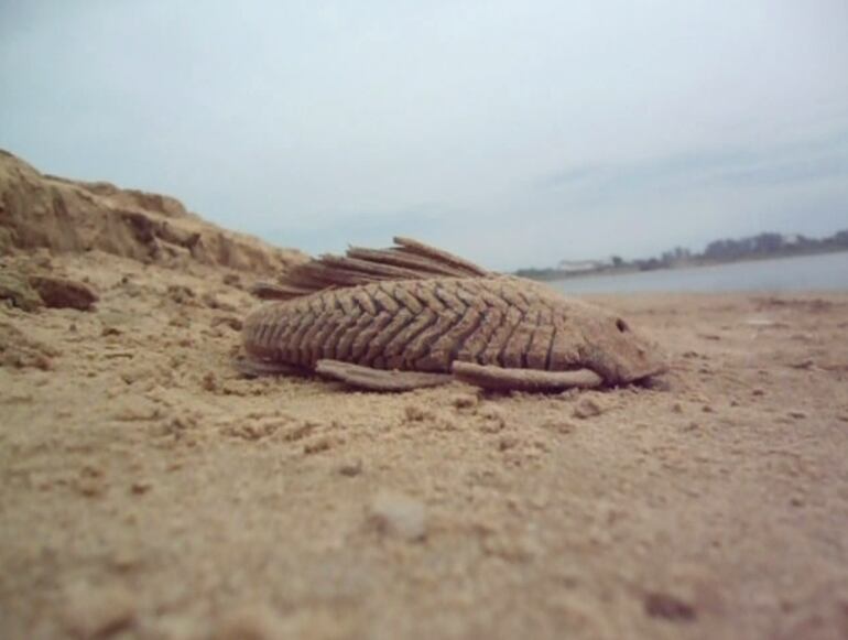 "Pez de arena", de Lara Loncharich.