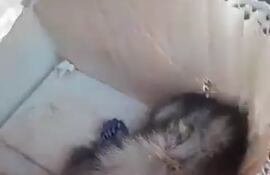 Un monito que era trasladado como encomienda en una caja de cartón fue hallado muerto