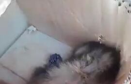 Un monito que era trasladado como encomienda en una caja de cartón fue hallado muerto