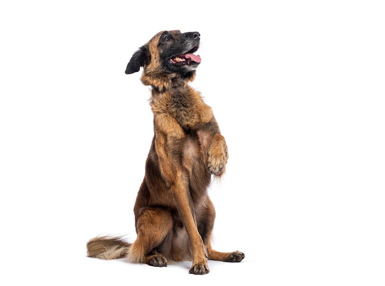 Perro responde a entrenamiento.