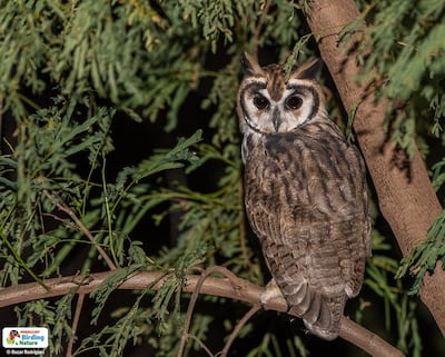 Ñakurutu'i (Asio clamator midas), fotografía gentileza de Oscar Rodríguez (Paraguay Birding & Nature), tomada en el Parque Guasu (Asunción)