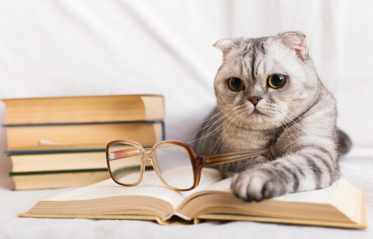 Ranking de las razas de gatos más inteligentes: qué las diferencia del resto - Mascotas