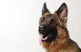 Perro de la raza pastor alemán.