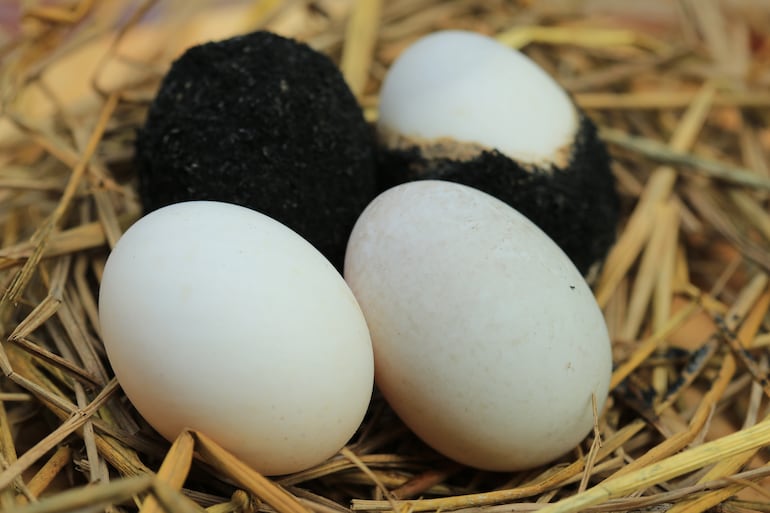 Huevos de Ayam Cemani.