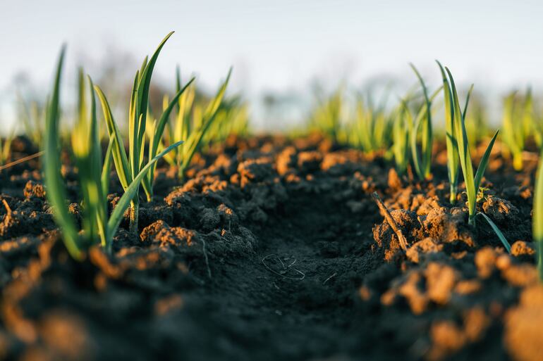 Suelo fértil.