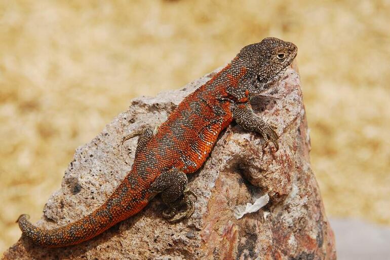 Fotografía cedida por el Servicio Nacional de Áreas Naturales Protegidas de Perú (Sernanp) de un ejemplar de 'liolaemus yawar', la nueva especie de lagartija endémica de Perú recientemente descubierta, que habita a más de 4.000 metros de altitud en una limitada zona de la provincia de San Antonio de Putina, en la sureña región altiplánica de Puno (Perú).
