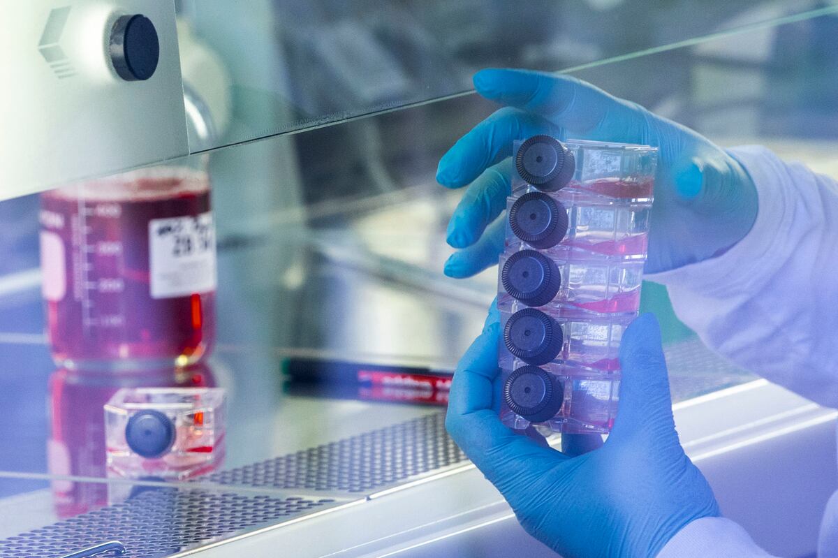 Conacyt financiará becas de doctorado en salud en el este del país