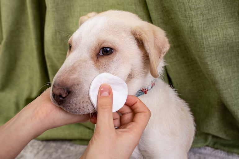 Lagrimeo excesivo en perros.