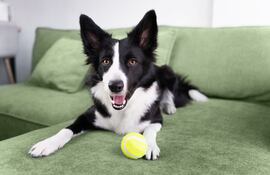 Perro de la raza Border Collie.