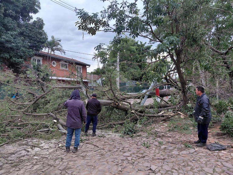 Tres hombres de pie junto a un árbol caído, uno lleva abrigo negro y guantes, el cielo está nublado y hay vegetación alrededor.