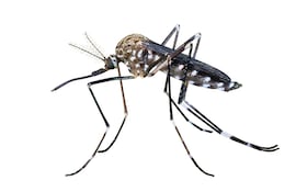 Mosquito tigre (Aedes albopictus).