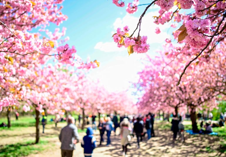 Personas pasean por la llamada Kirschblütenallee (avenida de los cerezos en flor), en los jardines Asahi, en Teltow, cerca de Berlín, el 26 de abril de 2026.
