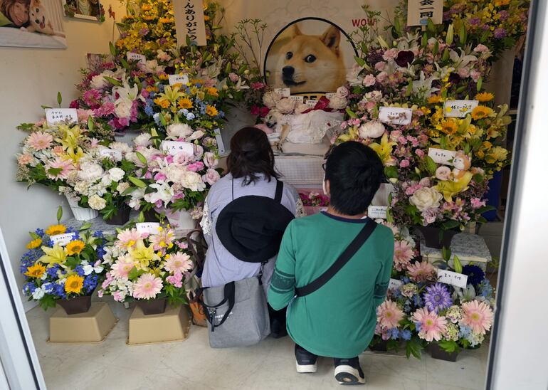 La gente ofrece oraciones a Kabosu, también conocido con el sobrenombre de Kabo-chan, recostado sobre un cojín rodeado de flores en Narita, prefectura de Chiba, al este de Tokio, Japón, este domingo. Decenas de personas se reunieron en la floristería Kaori en Narita para darle el último adiós a Kabosu, el perro Shiba Inu que inspiró el meme 'Doge' y la cara de la criptomoneda 'Dogecoin'.