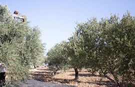 Cosecha de olivos en Cisjordania, Palestina