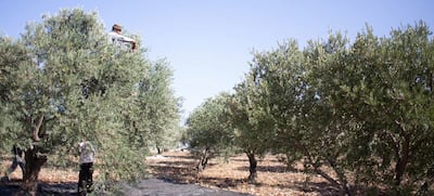 Cosecha de olivos en Cisjordania, Palestina