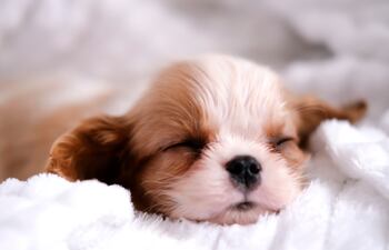 Cachorro del Cavalier King Charles Spaniel.