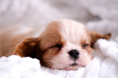 Cachorro del Cavalier King Charles Spaniel.