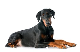 Perro de raza Doberman.
