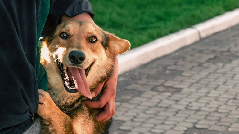 Perro y su humano.