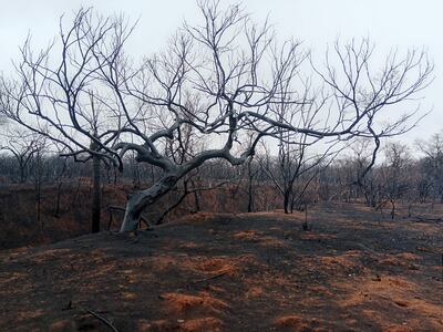 Zona afectada por incendios forestales en Roboré (Bolivia).