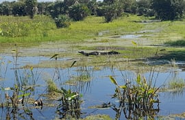 Fauna y flora: belleza de la rica biodiversidad del Chaco.
