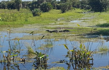 Fauna y flora: belleza de la rica biodiversidad del Chaco.