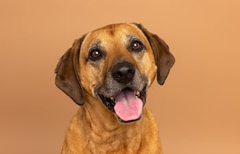 Concepto de perro rescatado.