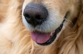 Nariz de un perro.