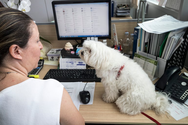 Concepto de perro en la oficina.