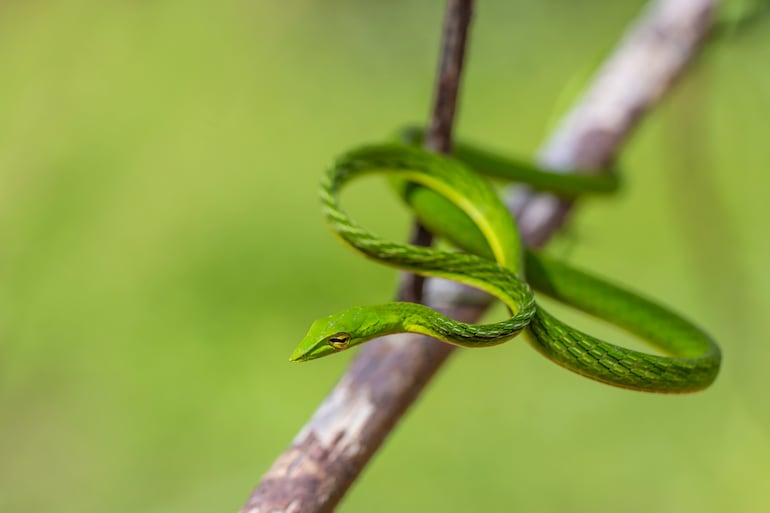 Ahaetulla nasuta o serpiente liana verde.