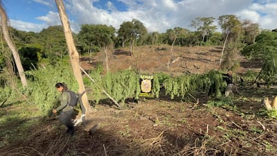 Hallazgo y destrucción de marihuana en la ciudad de Cerro Corá por parte de agentes de la Senad.