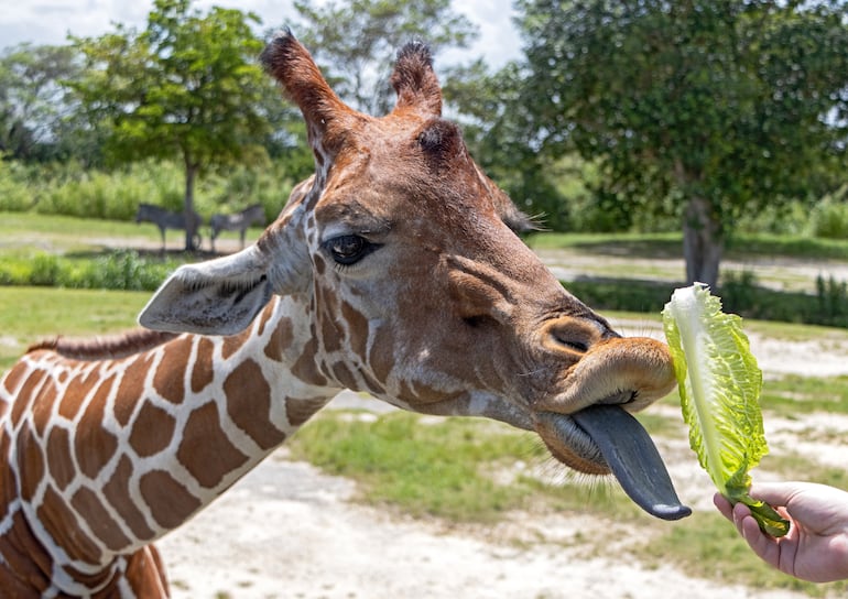 Una jirafa comiendo.