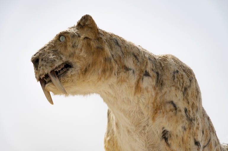 Smilodon.