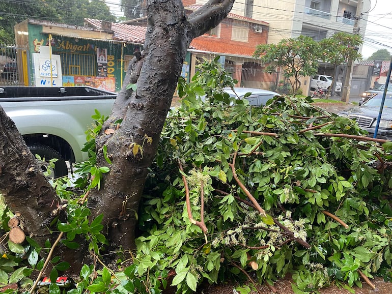 La caída de un árbol en una calle de Luque, causada por las intensas lluvias y fuertes vientos, generó obstrucciones en el tránsito.