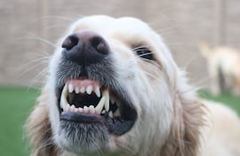 Gruñido de perro.