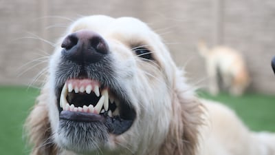 Gruñido de perro.