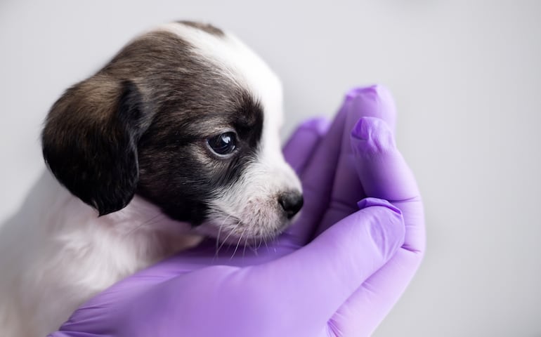 Fiebre, decaimiento, vómitos u ojos azulados pueden ser señales de hepatitis infecciosa canina, una enfermedad viral poco frecuente en perros vacunados, pero potencialmente grave si se demora la consulta.