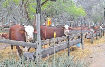 La Expo Rodeo Trébol cumple 50 años.