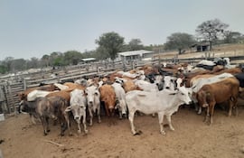 Tras 3 días de rastrillaje, uniformados policiales pudieron recuperar los 80 animales vacunos denunciados como robados de la estancia Toro Lindo.