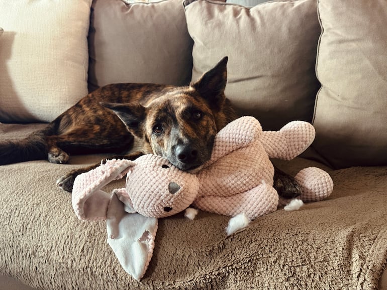 Perro solo en casa.