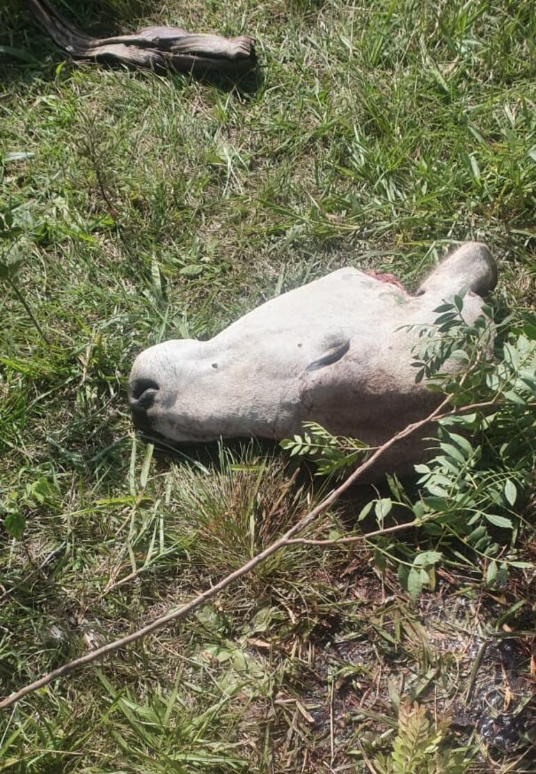Restos de los tres animales vacunos fueron encontrados a 200 metros de la estancia.