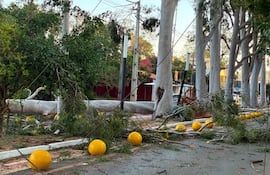 Pobladores de la Avda. Victorio Curiel reportaron árboles caídos sobre la doble avenida.