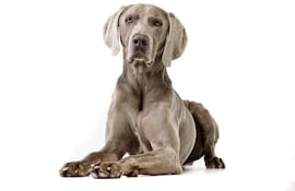 Perro de raza Weimaraner.