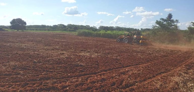 En estos momentos los productores se encuentran abocados en la preparación del terreno y siembra de abonos verdes para las parcelas de maíz