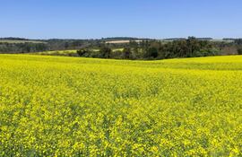 La canola es un cultivo de invierno con muchas virtudes, tanto cuando se habla de lo agronómico como de lo económico.