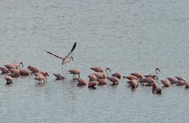 Fotografía que muestra flamencos rosados (Phoenicopterus ruber) en la Ciénaga de la Virgen, en Cartagena (Colombia).