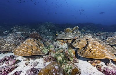Un nuevo análisis de corales milenarios de las islas Galápagos (Ecuador) lo confirma: el cambio climático está amplificando el fenómeno El Niño-Oscilación del Sur, que hoy es un 37 % más intenso que en la era preindustrial, según un estudio de investigadores británicos y estadounidenses recogido en la revista Science. Imagen de algunos de los corales estudiados en las Islas Galápagos.